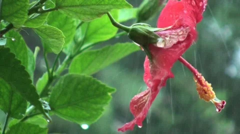Red Hibiscus In The Rain Stock Footage 619090