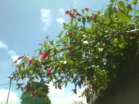 A red hibiscus tree, unfortunately all are closed Stock Footage 162683217