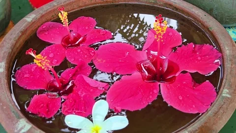 Red hibiscus &amp; white plumeria float in a terracotta bowl, creating a serene spa Vídeo Stock 333611240