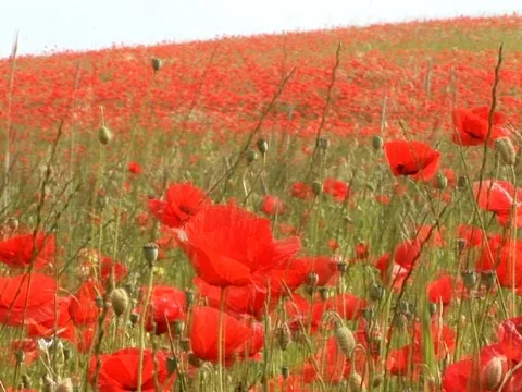 Red Hill Stock Footage 490150