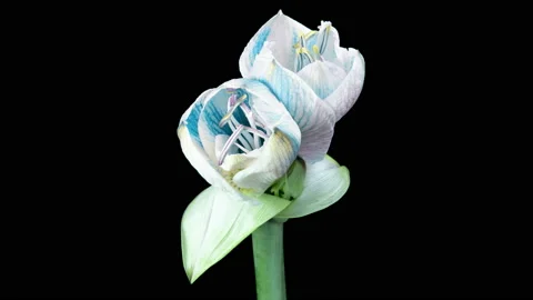 Red Hippeastrum Opens Flowers in Time Lapse on a Black Background. Growth of Stock Footage 190498602