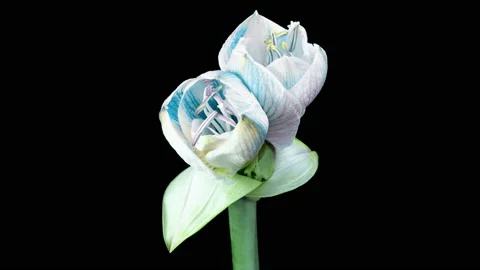 Red Hippeastrum Opens Flowers in Time Lapse on a Black Background. Growth of Stock Footage 195091921