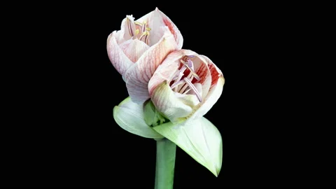 Red Hippeastrum Opens Flowers in Time Lapse on a Black Background. Growth of Stock Footage 195637798