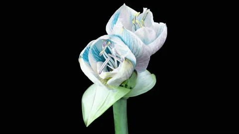 Red Hippeastrum Opens Flowers in Time Lapse on a Black Background. Growth of Stock Footage 196220080