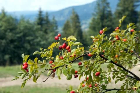 Red hips Foto stock