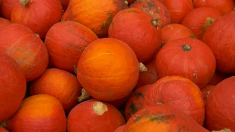Red Hokkaido Pumpkins Close-Up view Stock Footage 325527735