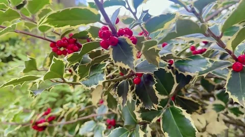 Red holly berries Stock Footage 259166269