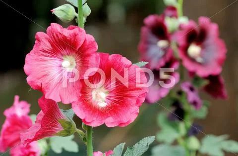 Red hollyhock flower Stock Photos
