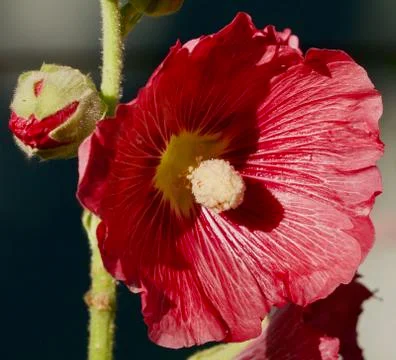 Red Hollyhock Stock Photos