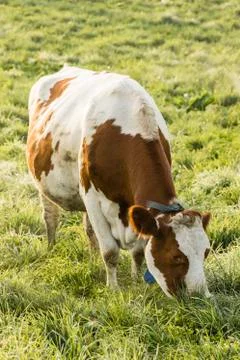 Red Holstein cow eats grass on a cold autumn morning in Switzerland Foto stock