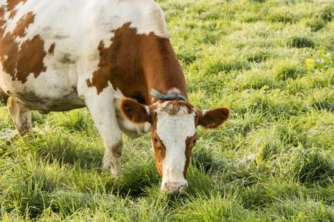 Red Holstein cow eats grass on a cold autumn morning in Switzerland Foto stock