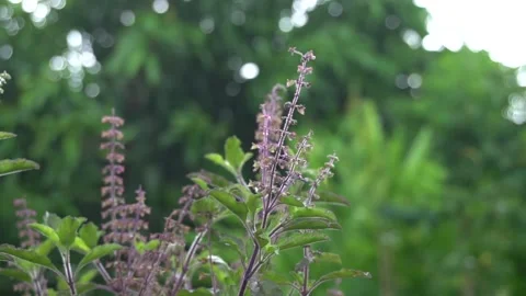 Red holy basil tree in vegetable garden. Stock Footage 139258326