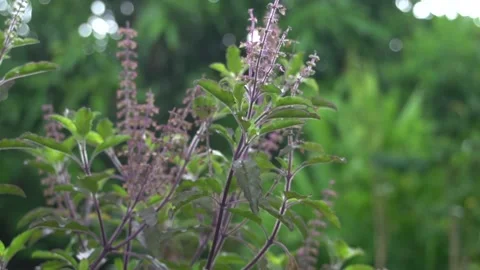 Red holy basil tree in vegetable garden. Stock Footage 139258363