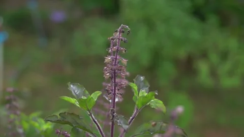 Red holy basil tree in vegetable garden. Stock Footage 139258376