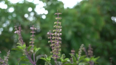 Red holy basil tree in vegetable garden. Stock Footage 139258377