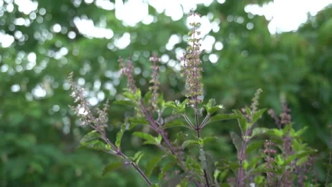 Red holy basil tree in vegetable garden. Stock Footage 139258400