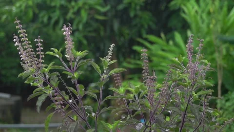 Red holy basil tree in vegetable garden. Stock Footage 139258401