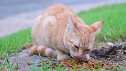 Red homeless cat eats dry food on a street Stock Footage 271499453