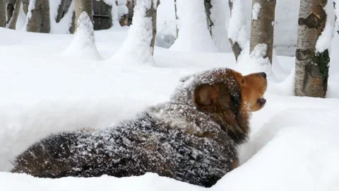 A red homeless dog Stock Footage 317183383