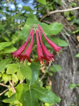 Red Honeysuckle  Stock Photos