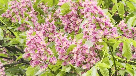 Red Horse Chestnut Blooming Tree Slow Motion 4K Video Vidéo 334862817