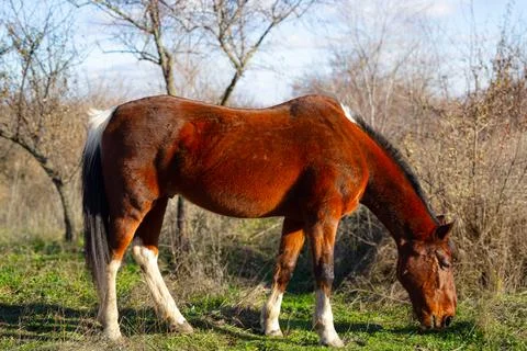 A red horse eats grass and walks across a field in winter. Stock Photos