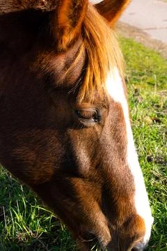 A red horse eats grass and walks across a field in winter. The eyes of a red Stock Photos