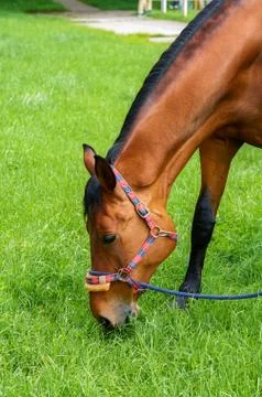 Red horse eats grass 스톡 사진
