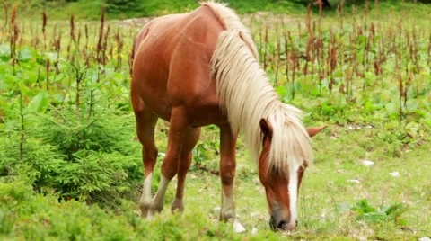 Red horse grazing Stock Footage 53362328