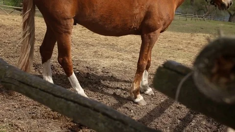 Red Horse in the pen eats young grass Stock Footage 75046831
