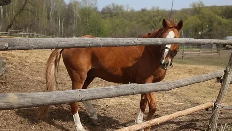 Red Horse in the pen Stock Footage 75046751