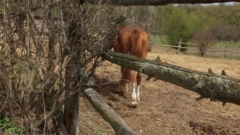 Red Horse in the pen Stock Footage 75046774
