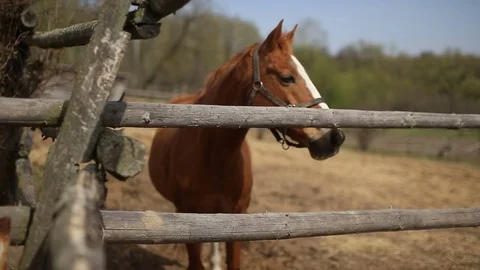 Red Horse in the pen Stock Footage 75046789