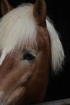Red horse Stock Photos