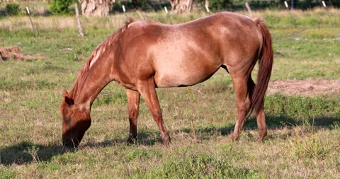 Red Horse in a Ranch Vídeos de archivo 130941687
