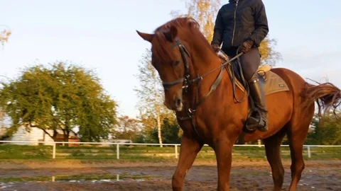A red horse with a rider galloping runs in the frame. Camera movement from right Stock Footage