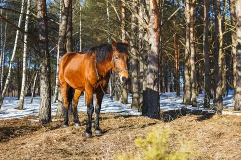 Red horse in the spring forest stands on the sunny edge Stock Photos