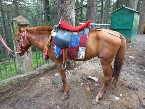 The Red Horse Stands, Stock Photos