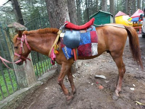 The Red Horse Stands, Stock Photos