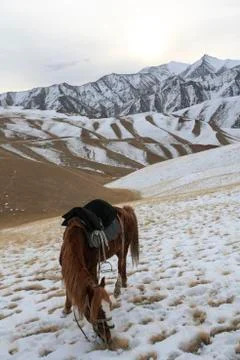 Red horse under a saddle eats grass in the evening in the mountains. Foto stock
