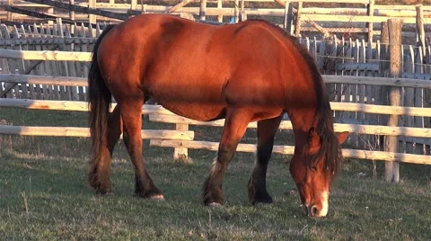 Red horse was left to pasture, in an enclosure surrounded by beams of wood  Stock Footage 59757272