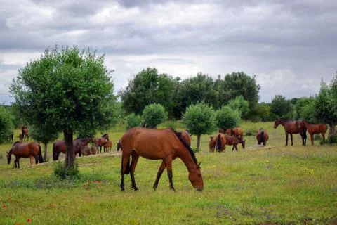 Red horses Stock Photos