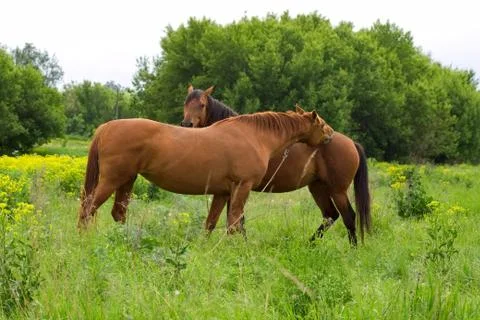 Red horses Stock Photos