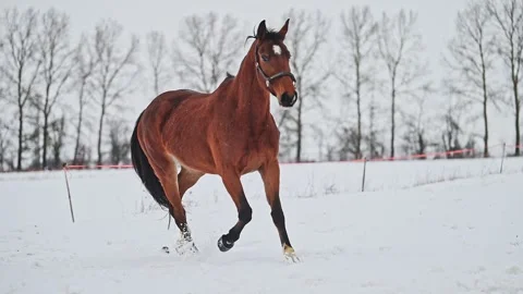 Red Horses running gallop in winter landscape, 4k footage. Stock Footage 285548233