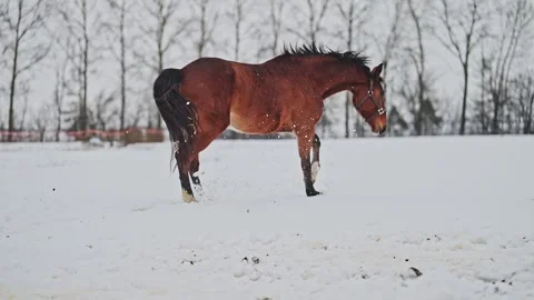 Red Horses running gallop in winter landscape, 4k footage. Stock Footage 287958146