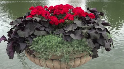 Red Horseshoe Geranium Stock Footage 316927987