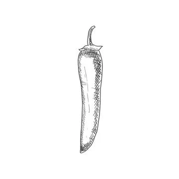 Red hot chilli pepper isolated spicy vegetable Stock Illustration