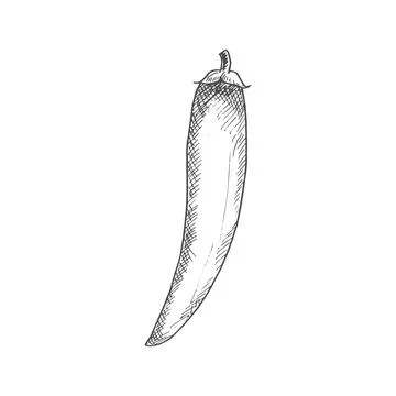 Red hot chilli pepper isolated spicy vegetable Stock Illustration