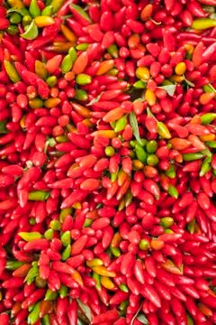 Red hot pepper bunch Stock Photos