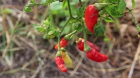 Red Hot pepper on Stalks Stock Footage 116713897